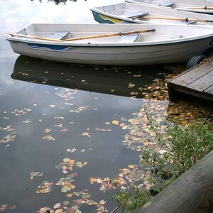 Blätter im See