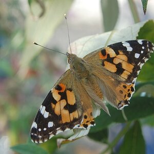 Schmetterling