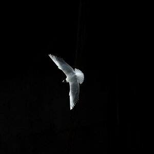 möwe2