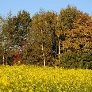 Herbst  /  2009 10 13 17 55 25 1