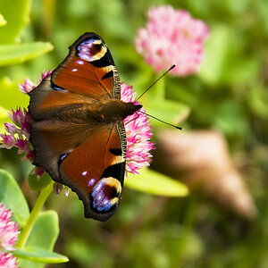 Schmetterling 2 kl filtered