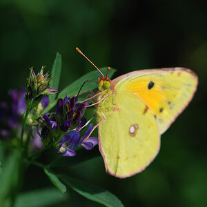 Bahlingen Schmetterlinge MV 015 WEB