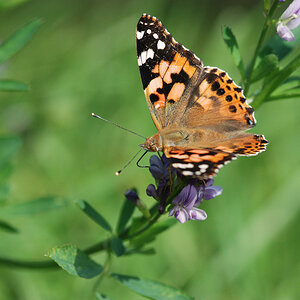 Bahlingen Schmetterlinge MV 019 WEB