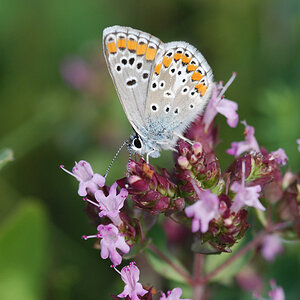 Bahlingen Schmetterlinge MV 066 WEB