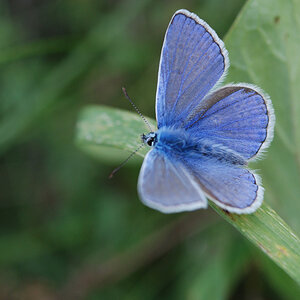 Bahlingen Schmetterlinge MV 049 WEB