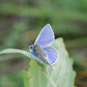 Bahlingen Schmetterlinge MV 046 WEB