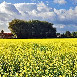 Rapsfeld - 09/2009 -