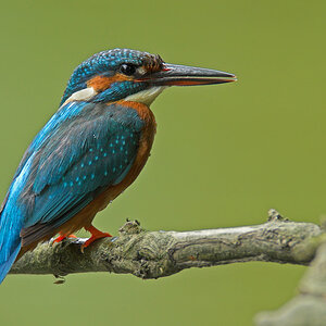 Eisvogel5349d
