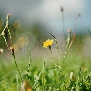imm009 N9
