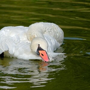comp Schwan 1neu