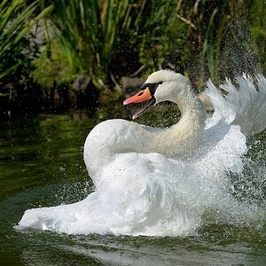 comp Schwan 4neu