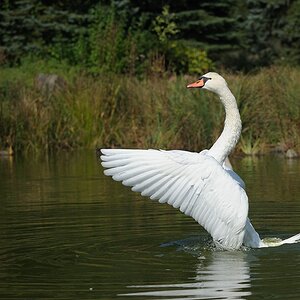 comp Schwan 5neu