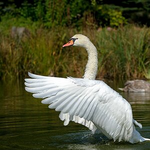 comp Schwan 6neu