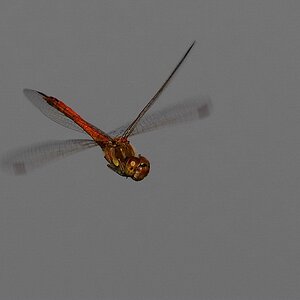 Libelle im Flug