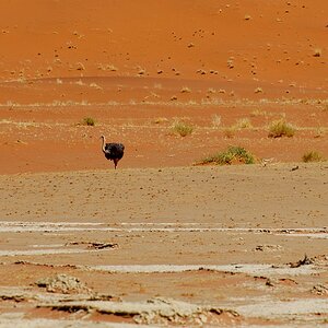 Strauss im Hiddenvlei