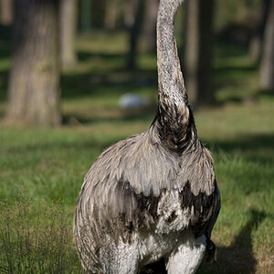 emu Haltern 09/09