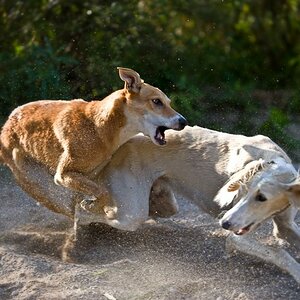 MOM1039 DOGS