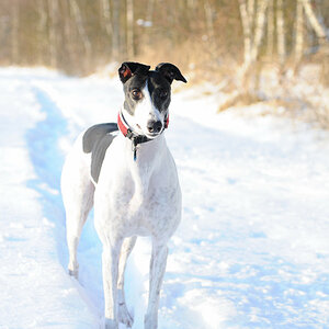 Grazie im Schnee