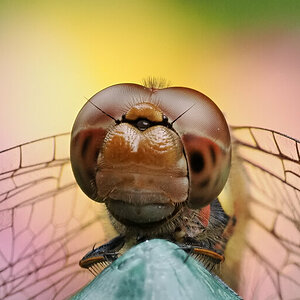 N8239855_6_focusstackingoly.jpg
