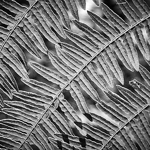 Farn im Durchlicht 1 BW 2.jpg
