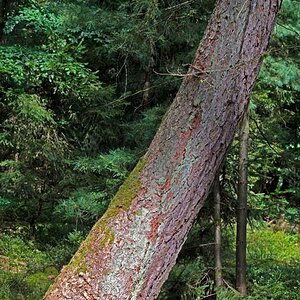 Der Baum steht schief.jpg