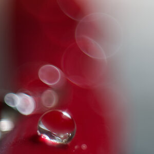 N8259946nikon.jpg