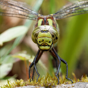 N8259992nikon.jpg