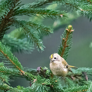 Goldhähnchen im Wald.jpg