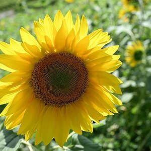 Sonnenblume 1.jpg