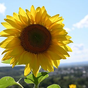 Sonnenblume 2.jpg