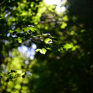 Z50mm_f1.2_Bokeh.jpg