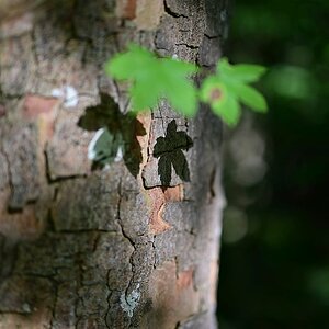 Z50mm_f1.2_Unschärfe 5.jpg