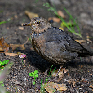 NZ9_7306_Amsel Jungvogel_evtlkrank _Usutu_Virus_IA_8_2024.jpg