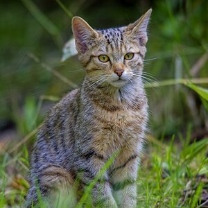 Wildkatze Portrait II.jpg