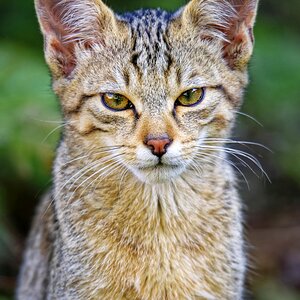 Wildkatze Portrait.jpg