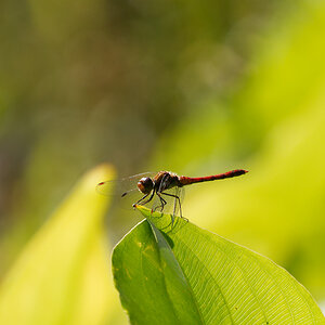 N9020565nikon.jpg