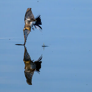 NZ9_5421_Bachi jagt akrobatisch ein Libelle_IA_7-2024.jpg