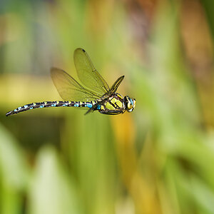 N9020597nikon.jpg