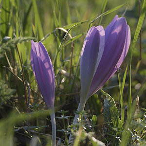 ColchicumAutumnale_D500_DSC1634_12x18.jpg