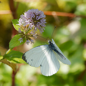 N9050746nikon.jpg