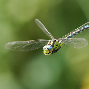 N9050775nikon-1.jpg
