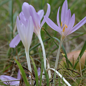 ColchicumAutumnale_D500_DSC1650_12x18x150.jpg