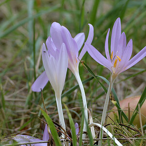 ColchicumAutumnale_D500_DSC1651_18x12x150.jpg