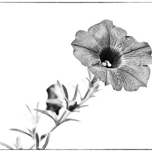 Ampelblüte_2_BW.jpg