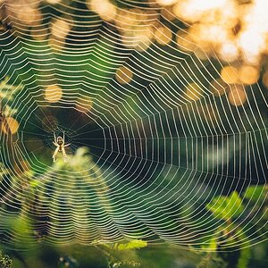 Spinne