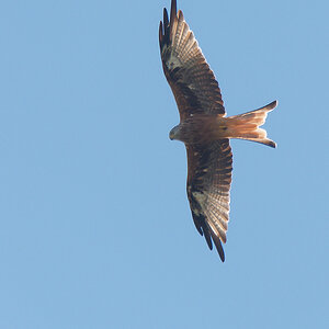 N9080991nikon.jpg