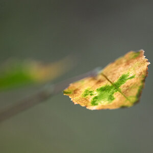 Herbstfarben.jpg