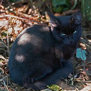 Miezekatze 2.jpg