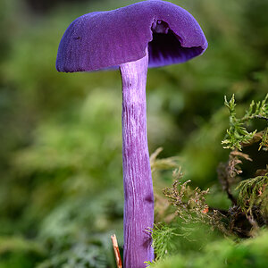 violetter Lacktrichterling-1.jpg