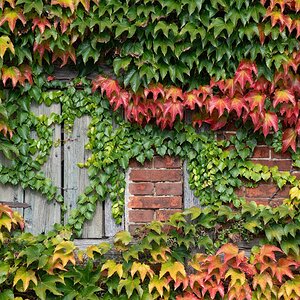Herbstfenster_2.jpg